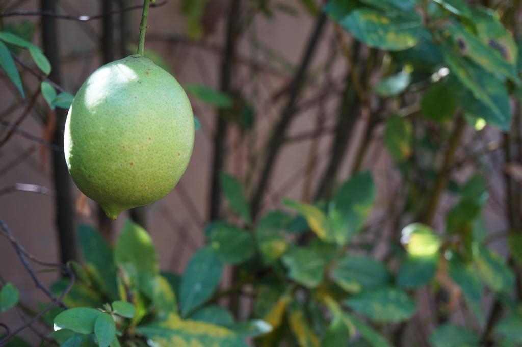 Antica Dimora Horti Luculliani Hotel Róma Kültér fotó